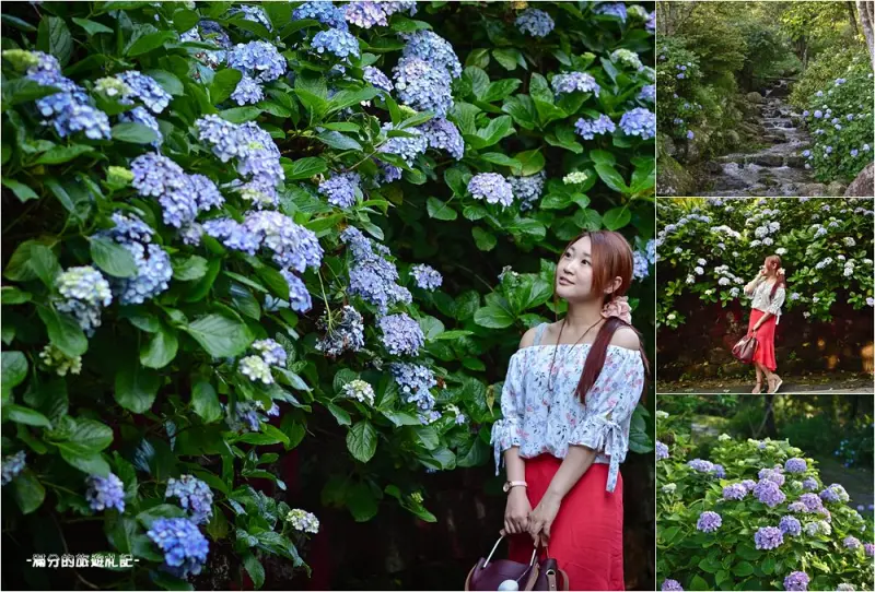 苗栗南庄景點》2017高山青養鱒鱘魚場繡球花開 季節限定迷人的繡球森林步道 - 滿分的旅遊札記