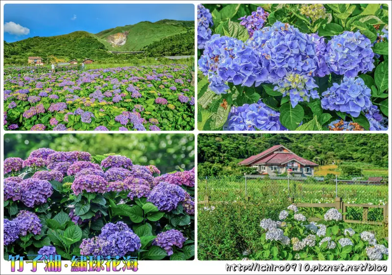 [攝影]【淡水線北投站/石牌站】2017陽明山竹子湖。繡球花花季│隱藏版頂湖財福繡球花園/大賞園繡球花園兼賞海芋田│季節限定美景│交通/捷運/公車/怎麼去/地圖資訊(2017.06.07花況)