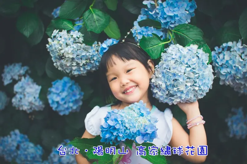 【玩樂．台北】陽明山高家繡球花園～拍照實在美翻天，大拍可樂娜寫真