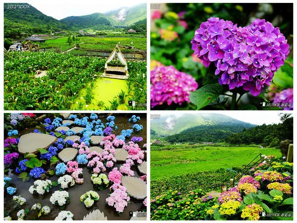 【台北。北投】陽明山竹子湖海芋&繡球花季。夢幻海芋田鞦韆。彩色繡球花。化身為森林仙子。進入浪漫森林