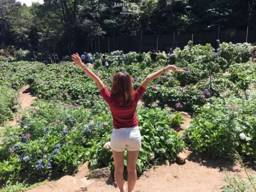 台北｜北投慢旅 × 高家繡球花田，粉嫩下的浪漫，照出你唯美好心情