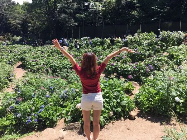 台北｜北投慢旅 × 高家繡球花田，粉嫩下的浪漫，照出你唯美好心情