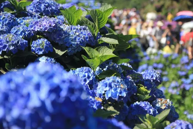 台北。北投。初夏山坳間的驚艷斑斕色彩 / 2018 繡球花季