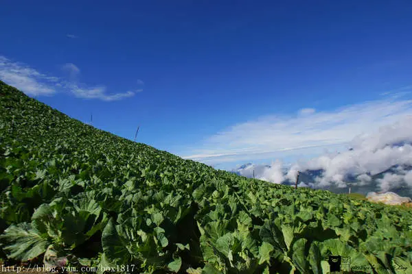 【南投。仁愛】華崗部落。被夏天遺忘的絕世秘境。遺世獨立的世外桃源。小瑞士華崗。柔腸寸斷力行產業道路