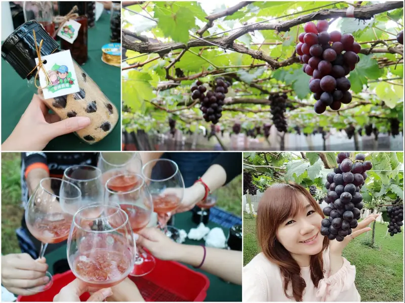 【台中新社】新峰農場-酋長女兒的家。手牽手採葡萄。DIY葡萄露