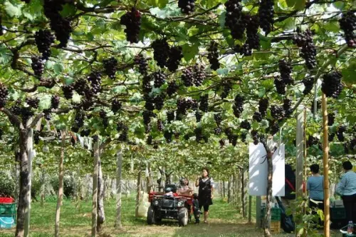 (台中/新社)新峰農場，來一場葡萄園樹下的戶外饗宴吧 - COCO享天下(隆爸妤媽愛白白)