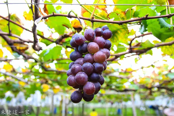 【台中景點】新峰農場。體驗採葡萄的樂趣,享受農村的悠閒