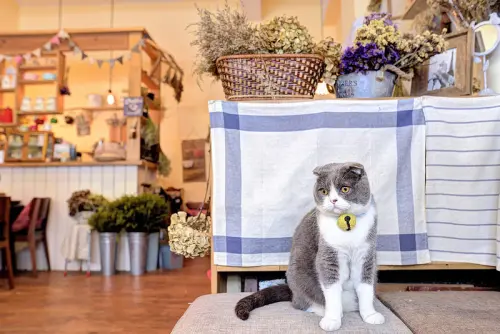 新竹 Lambkin 咖啡 X 小羊咖啡館裡有隻可愛饅頭貓