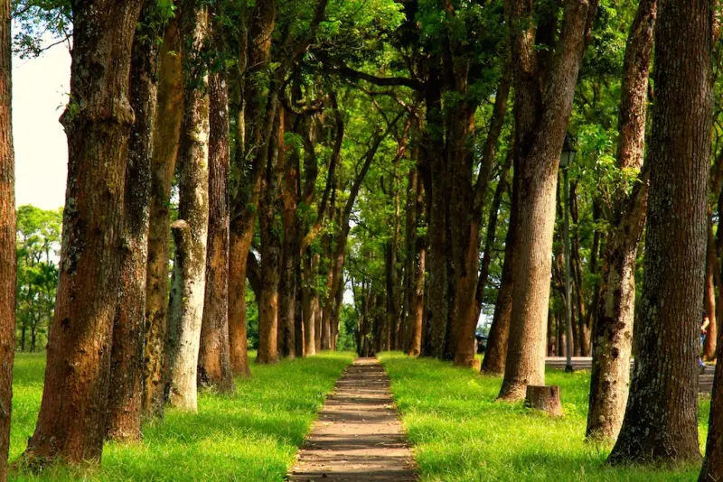 [南投] 三育基督書院。美得不敢相信這是學校