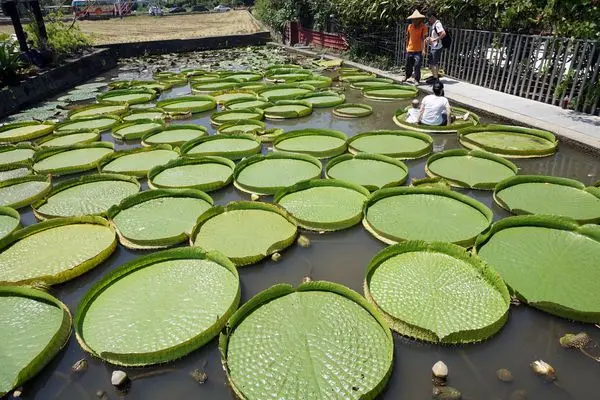 【觀音蓮花季】康莊蓮園+新屋蓮園