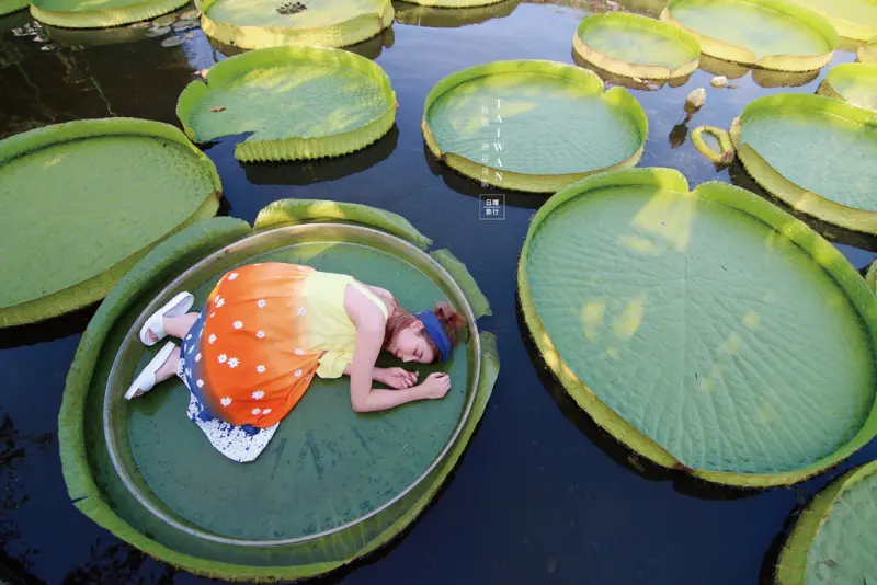 【桃園觀音│康莊蓮園】乘坐大王蓮 進入安徒生的童話世界當拇指姑娘