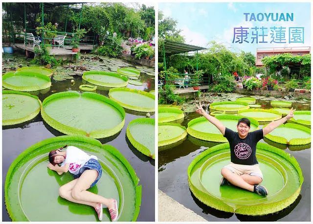 【桃園觀音景點】康莊蓮園，乘坐大王蓮體驗水上飄，男生也可以坐上去唷～可承受約150公斤重量！