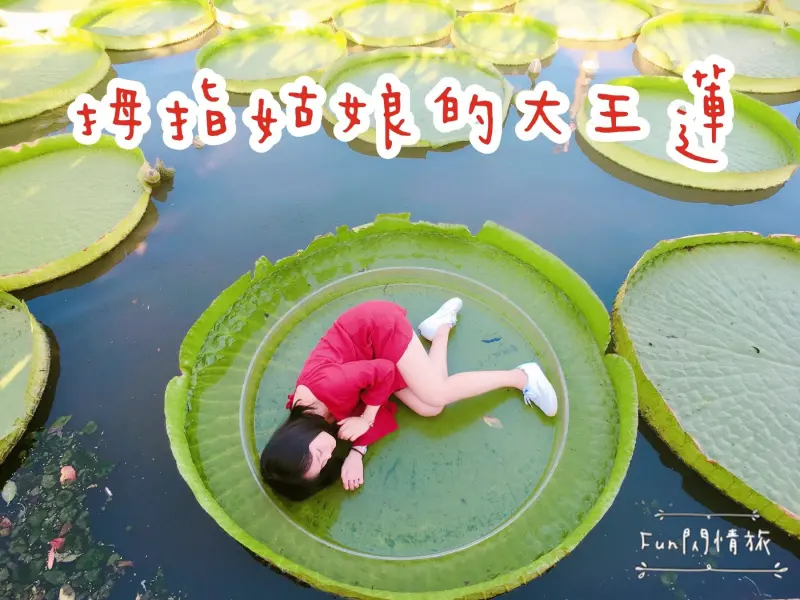 【桃園觀音-康莊蓮園】乘坐大王蓮一起當拇指姑娘♥兩人乘坐也老神在在-Fun閃情旅