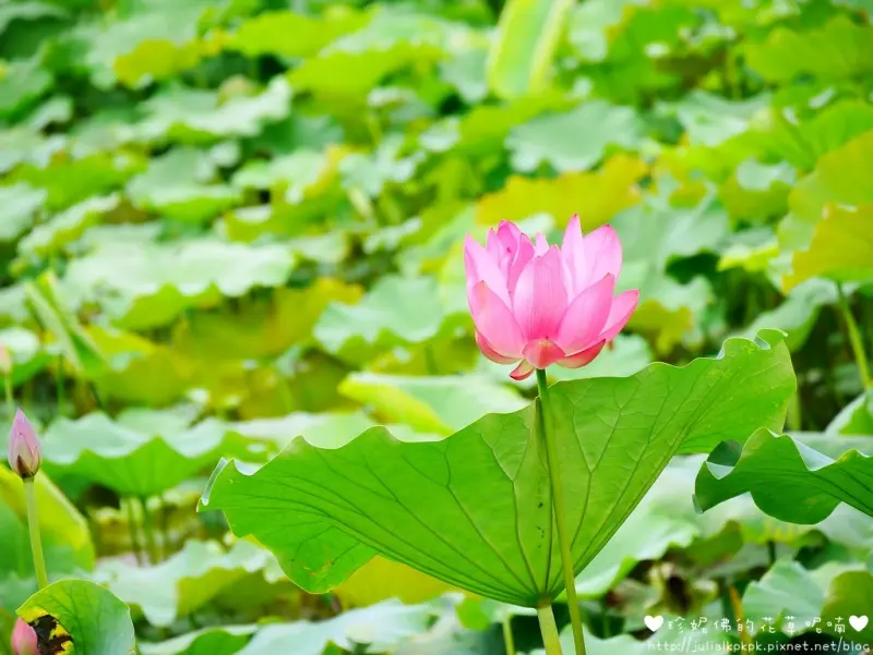 【台北-中正區】台北植物園賞荷 & 荷花池畔日式建築「南門町三二三」