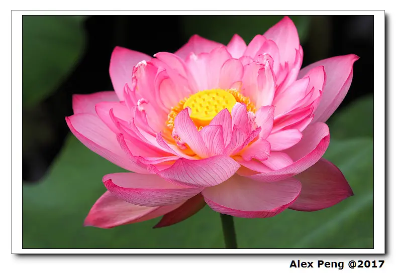 台北市-中正區-台北植物園 荷花池(2017.05.23-24花況)