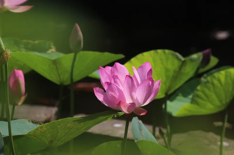台北植物園荷花開了：池塘裡沒有滿水位，蓄勢待發的荷花，2018年怎麼了嗎？