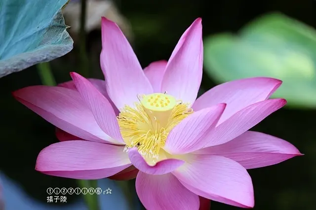 2020台北植物園，紅粉靚梳妝，翠蓋低風雨，荷花池賞荷 & 2019台北植物園，荷花池賞荷～