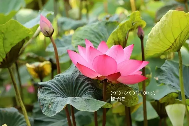 2019台北植物園。荷花池賞荷，一片秋雲一點霞，十分荷葉五分花～