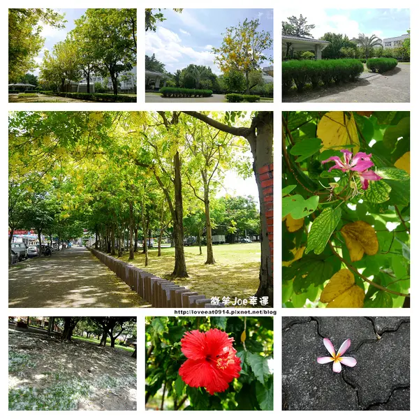 [台中南區]崇倫公園阿勃勒也是美得不像話。