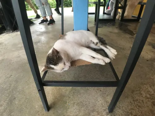 【台南 東山】174騎士驛站私人招待所 預約制的台南私房景點