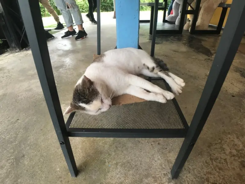 【台南 東山】174騎士驛站私人招待所 預約制的台南私房景點