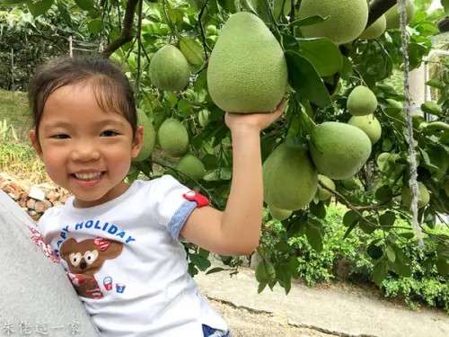【新北市景點】龍源農場。八里區。不用跑到外縣市就可以採到蜜雪梨