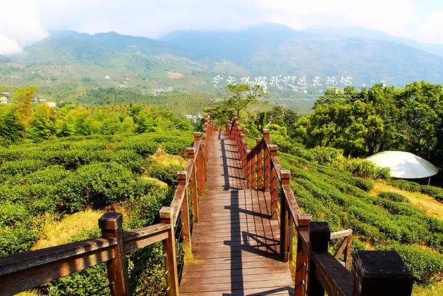 [ 嘉義⊙瑞里]太興岩步道。享受步道與茶園與森林交織的美