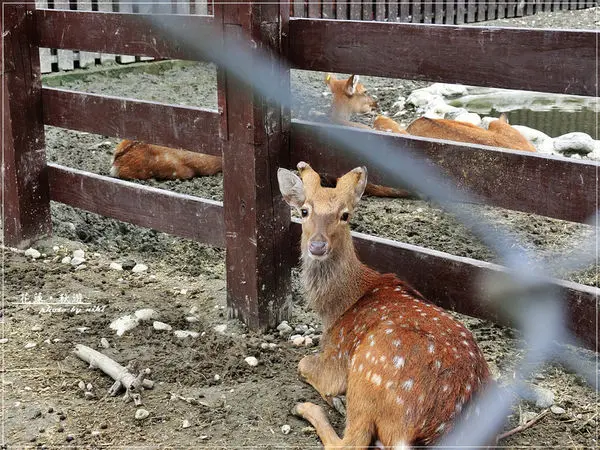 【花蓮_吉安】眺望花蓮溪出海口、騎馬、賞鳥、觀日_台開心農場 (洄瀾灣開心農場)