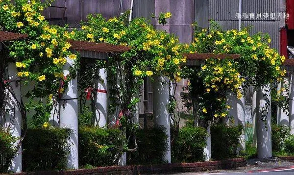 【樹林 / 賞花】柑園國中。亮麗的黃金花廊