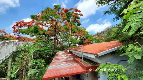鳳凰木開好開滿了。天空步道各種顏色相煇印的美正展開