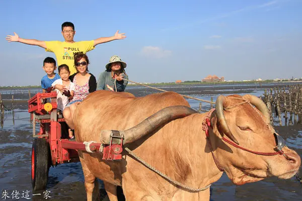 【彰化景點】世界僅存的人文遺產,坐全台灣唯一的海牛車體驗採蚵樂趣。芳苑海牛車隊