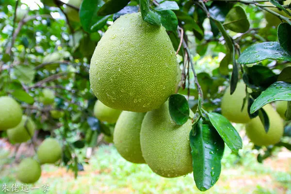 【八里區景點】季節限定的親子採文旦體驗。青山果園。無敵海景的餐廳享用地道美食。香坊甕仔雞