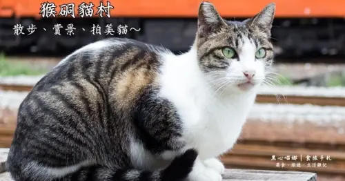 新北景點︱侯硐/猴硐貓村　美炸了的貓咪！！黑貓其實不難拍❤        
      