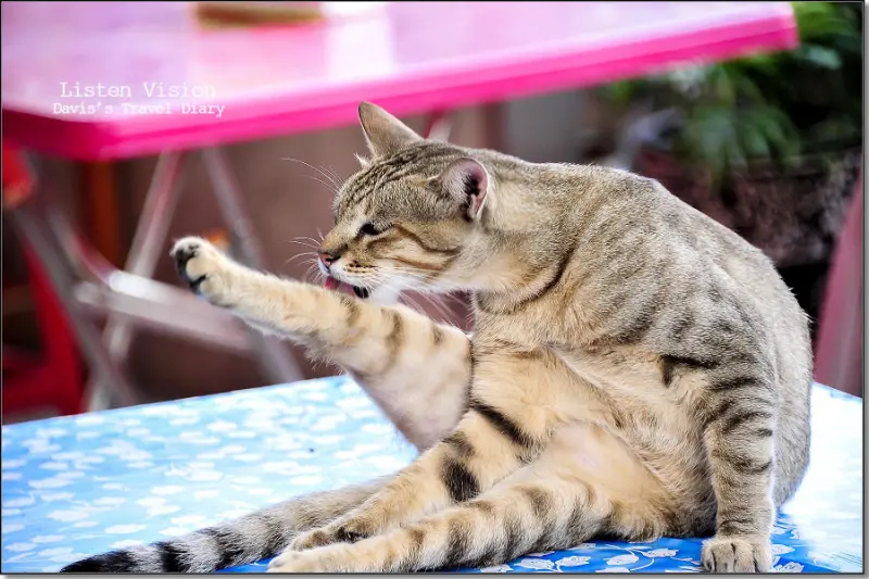貓村。猴硐 | 新北瑞芳