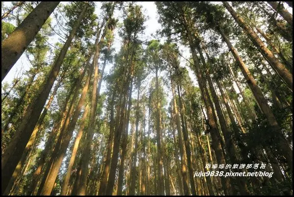苗栗。春天的加里山好繽紛遇見一葉蘭&森氏杜鵑