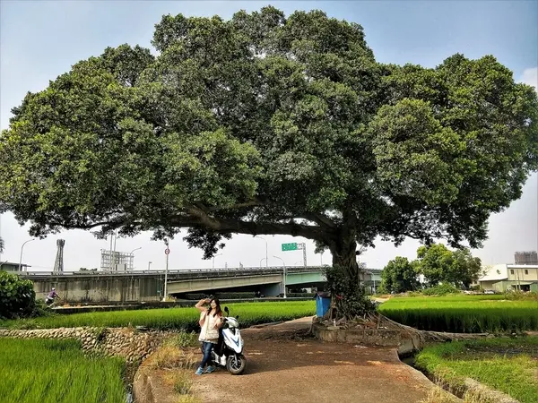 【台中市景點】台中金城武樹~IG打卡秘境景點        
      