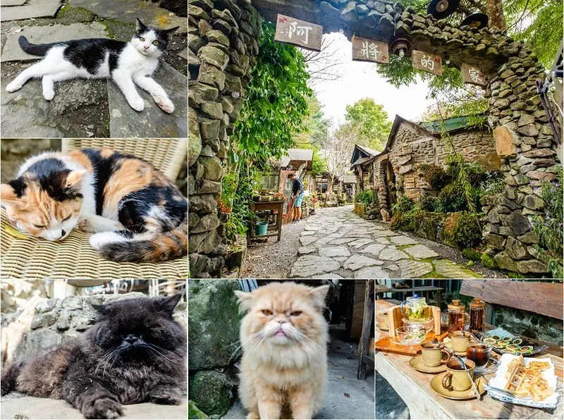 【嘉義旅遊】阿將的家23咖啡館.福山雅治都傾心的阿里山祕境.見證愛情的打作石板屋貓咪樂園,是咖啡館、是露營地、也是民宿