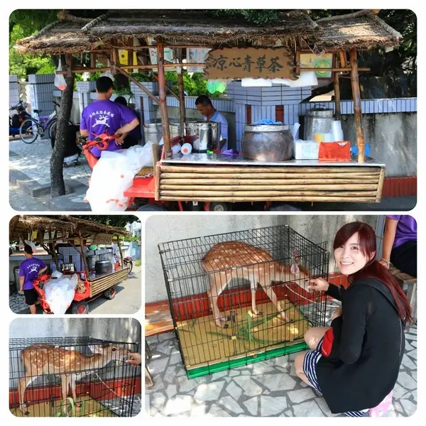 【雲林美食】雲林水林涼心青草茶♥遇到小鹿斑比♥五十年的老店        
      