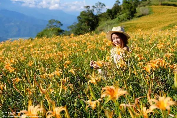 【遊記。花蓮】影片/六十石山金針花最新花況！(2017.09.11) 隨便拍都是網美 ♥