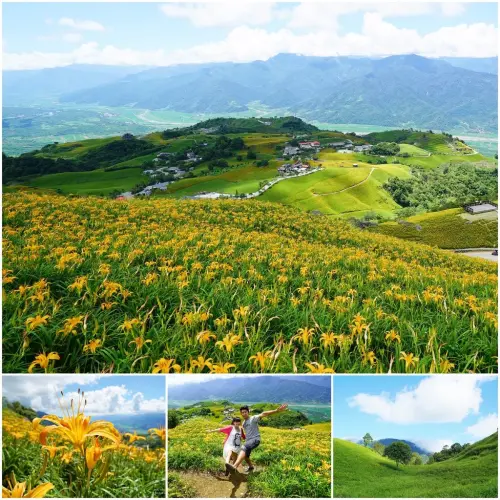 ▌得體夫婦花蓮 ▌滿山滿谷的金黃色花朵。六十石山金針花季