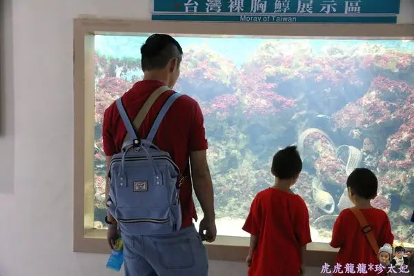 『台東景點』尼莫的家~小丑魚主題館x台東海生館x台11線室內景點!