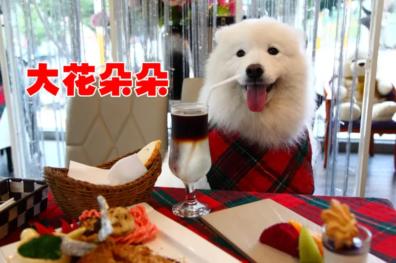 [台中北區]台中寵物友善餐廳推薦，異國料理超美味！對毛小孩好到連主人都忌妒！大花朵朵主題餐廳 - 大手牽小手。玩樂趣