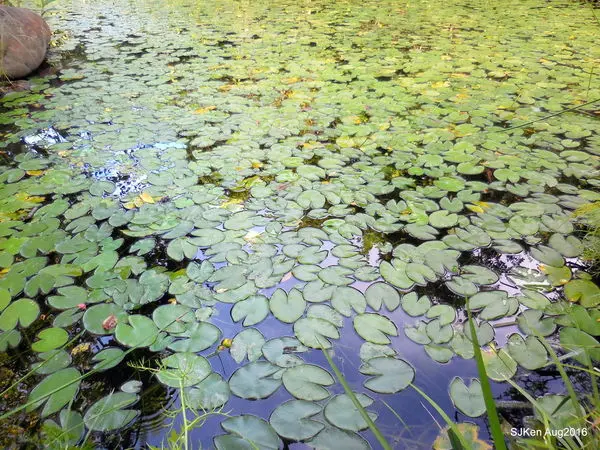「外雙溪公園」 --- 小巧綠意盎然的生態公園
