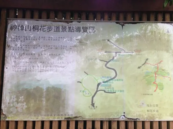 苗栗三灣》神棹仙境，賞桐花秘境