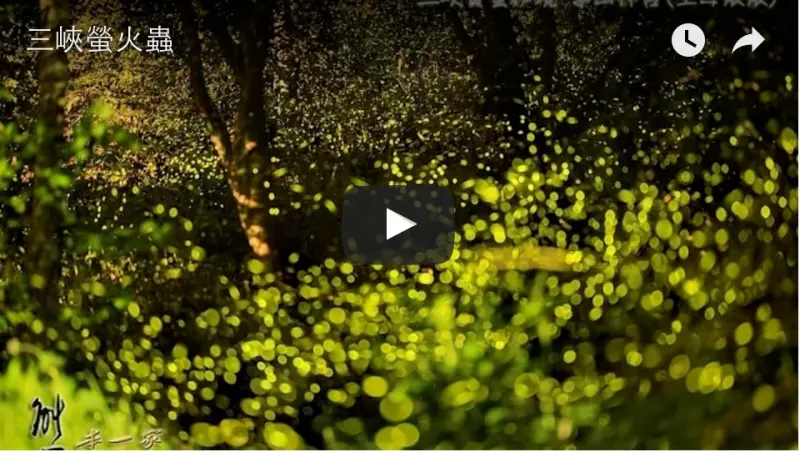 三峽碳中和樂園螢火蟲