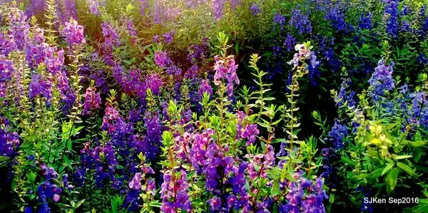 「百齡左岸河濱公園」--- 秋高氣爽鐵馬行，天使花開好浪漫!