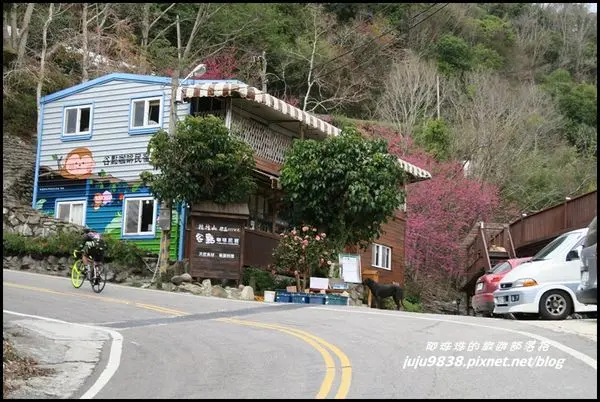 桃園。北橫谷點咖啡八重櫻盛開中