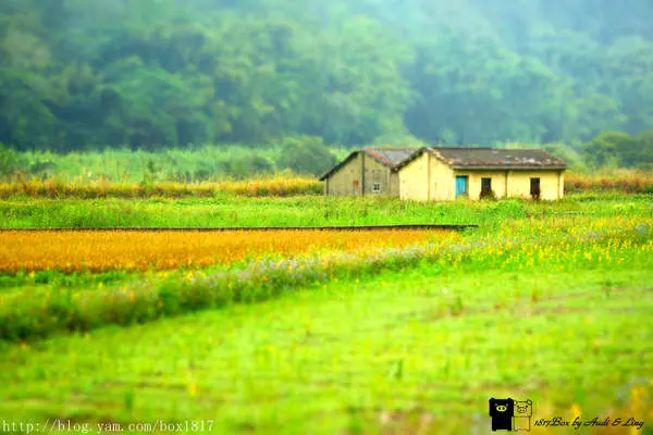 【苗栗。西湖】黃金一路。環鄉小徑。傳說中的西湖伯朗大道。苗33線鄉間小道田園風光