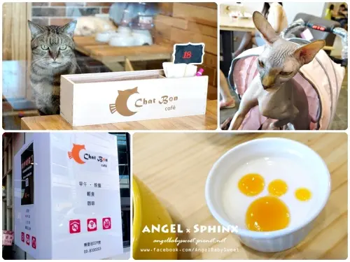 「貓餐廳」花蓮平價貓貓狗狗咖啡廳 ★ Chat Bon Café 貓棒棒咖啡