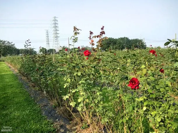 【屏東】好吃又好玩。來大花有機農場當一日花農＆教你做玫瑰果醬
